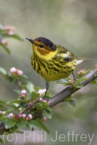 Cape May Warbler