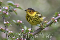Cape May Warbler