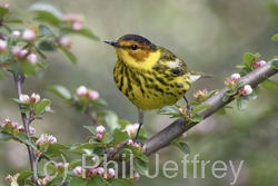 Cape May Warbler
