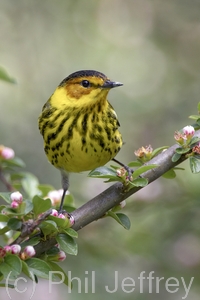 Cape May Warbler