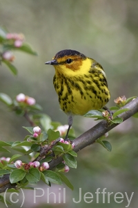 Cape May Warbler