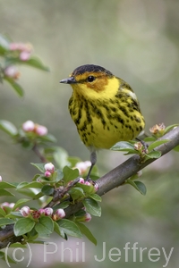 Cape May Warbler