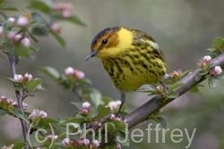 Cape May Warbler