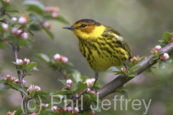 Cape May Warbler