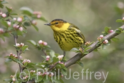 Cape May Warbler