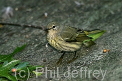 Cape May Warbler