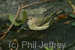 Cape May Warbler