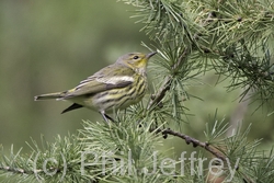 Cape May Warbler