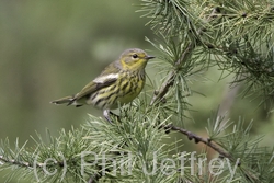 Cape May Warbler