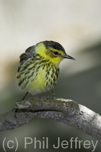 Cape May Warbler