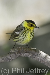 Cape May Warbler
