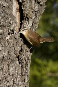 Carolina Wren