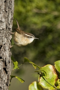 Carolina Wren