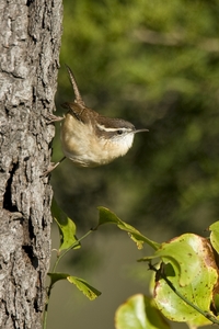 Carolina Wren
