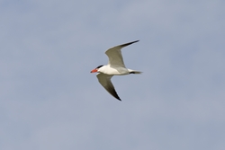 Caspian Tern