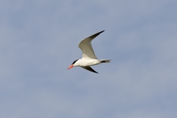 Caspian Tern