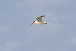 Caspian Tern