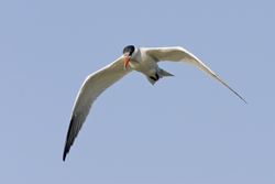 Caspian Tern