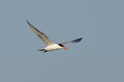 Caspian Tern