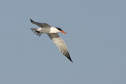 Caspian Tern