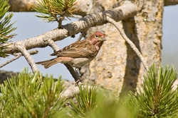 Cassin's Finch