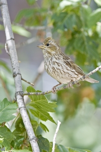 Cassin's Finch