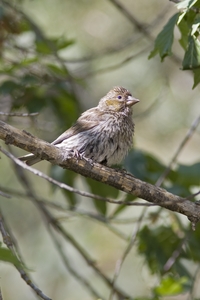 Cassin's Finch