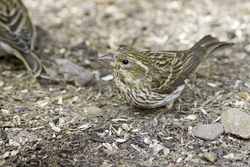 Cassin's Finch