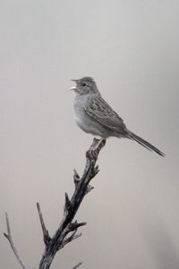 Cassin's Sparrow