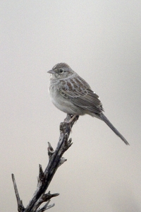 Cassin's Sparrow