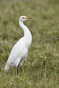 Cattle Egret