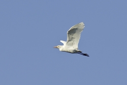 Cattle Egret