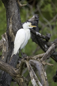 Cattle Egret