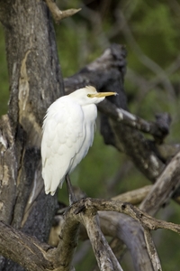 Cattle Egret