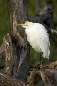 Cattle Egret