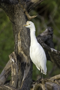 Cattle Egret