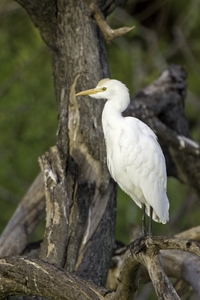 Cattle Egret