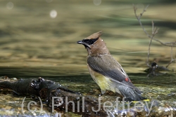 Cedar Waxwing