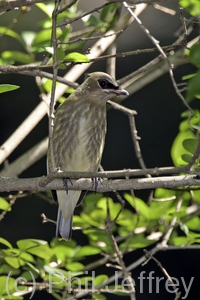 Cedar Waxwing