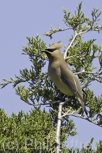 Cedar Waxwing