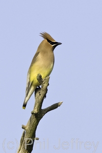 Cedar Waxwing