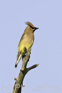 Cedar Waxwing