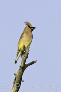 Cedar Waxwing