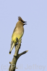 Cedar Waxwing