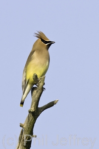 Cedar Waxwing