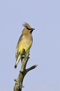 Cedar Waxwing