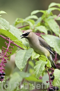 Cedar Waxwing