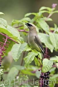 Cedar Waxwing