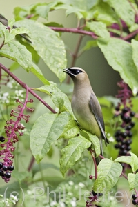 Cedar Waxwing