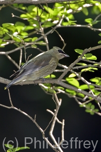 Cedar Waxwing